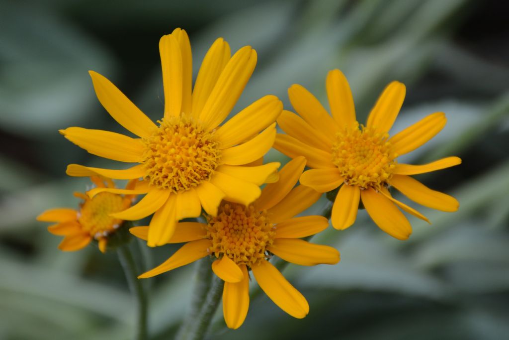 Senecio doronicum / Senecione mezzano